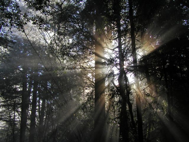 fog_light8.jpg